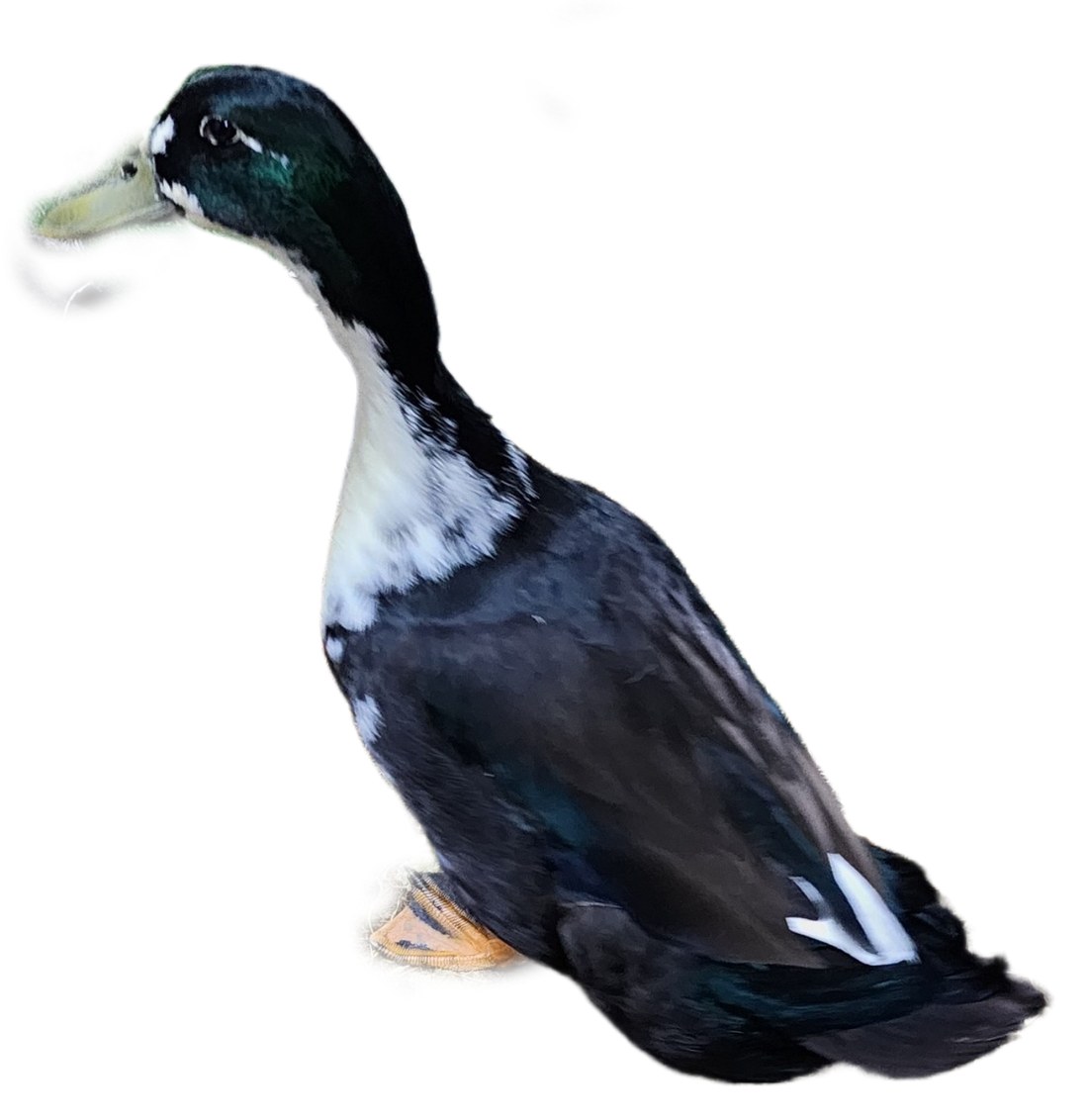 Photo of the real Biskit