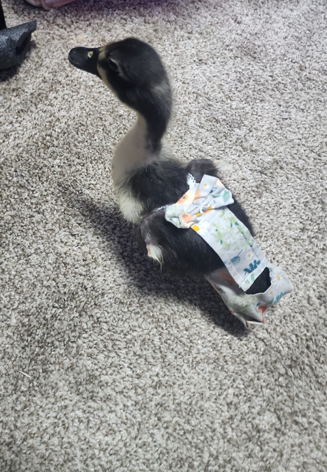 Biskit as a duckling indoors, wearing a floral duck diaper