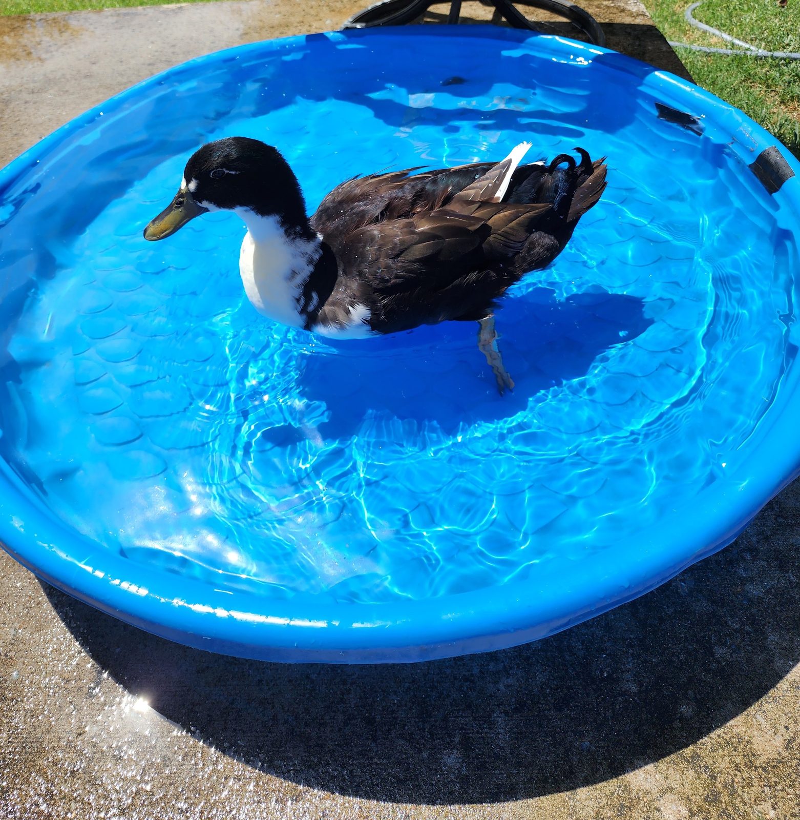 Biskit swimming in a small blue kiddie pool