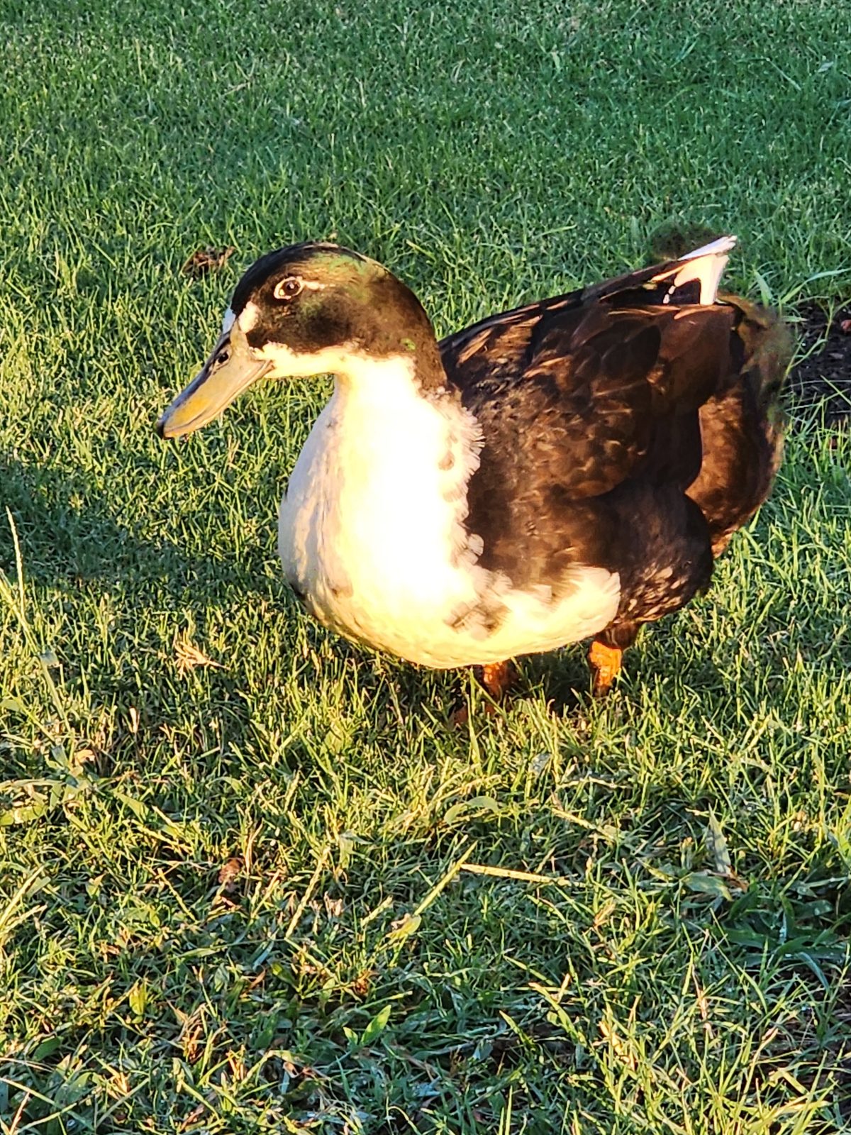 Biskit standing in sunlit grass, green head feathers catching the light