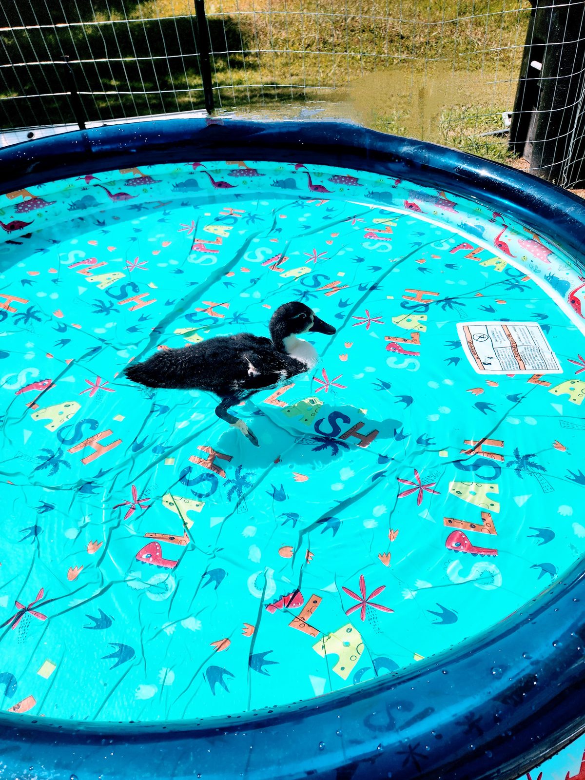 Biskit paddling in a larger pool printed with the word SPLASH