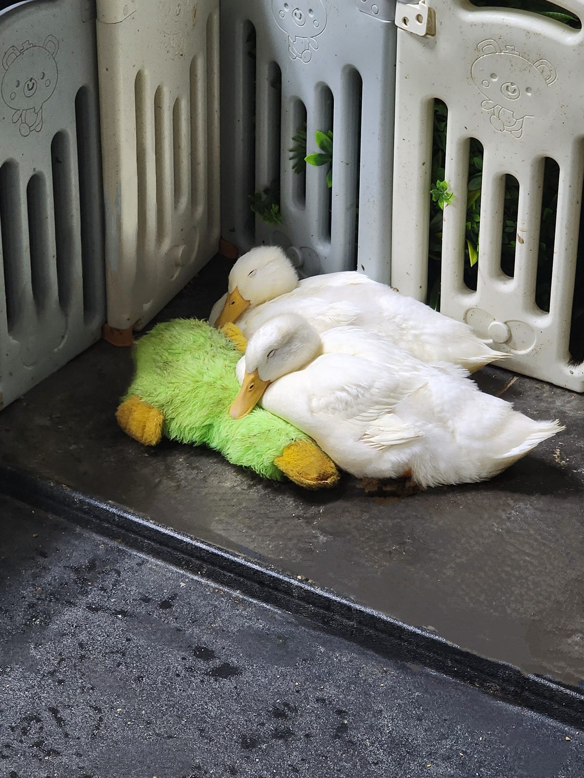 Lois and Quacksmire dozing together against a green stuffed duck