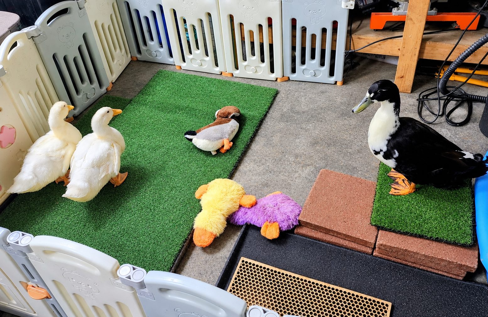 Biskit, Lois and Quacksmire in their garage pen with their stuffed toy ducks
